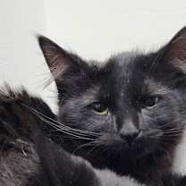 Thumbnail photo of McFluffenstein and McDoodle bonded pair #2