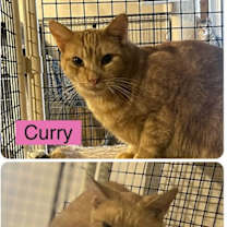 Thumbnail photo of Curry-BARN PLACEMENT NEEDED #3