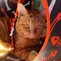 Thumbnail photo of Lulu #3