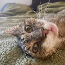 Thumbnail photo of Tony   *A PRIORITY PET* #3