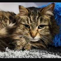 Thumbnail photo of Cocoa paws and Fluffy paws bonded pair #2