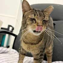 Thumbnail photo of Bentley #4