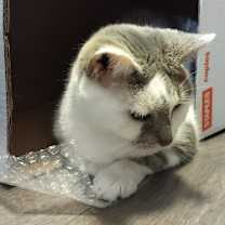 Thumbnail photo of Jack - Sponsored by Stephan S. #1