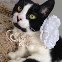 Thumbnail photo of CLAIRE/ single cat hiome #1