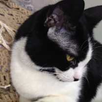 Thumbnail photo of CLAIRE/ single cat hiome #3