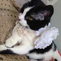 Thumbnail photo of CLAIRE/ single cat hiome #4