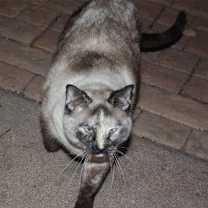 Thumbnail photo of Skittles #2