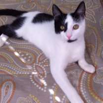 Thumbnail photo of SOFIA #2