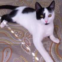 Thumbnail photo of SOFIA #3