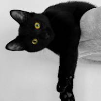 Thumbnail photo of Blackie- social lap cat #1