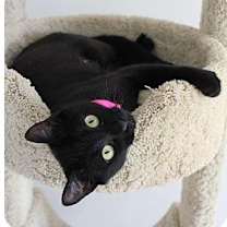 Thumbnail photo of Blackie- social lap cat #2