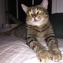 Thumbnail photo of Paisley #4