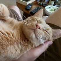 Thumbnail photo of Garfield/dog alike personality #3
