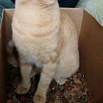 Thumbnail photo of Garfield/dog alike personality #2