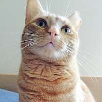 Thumbnail photo of Garfield/dog alike personality #4