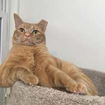 Thumbnail photo of Garfield/dog alike personality #1