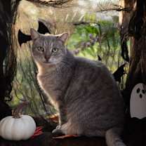 Thumbnail photo of MISTY BLU #1