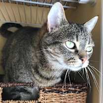 Thumbnail photo of Paisley #1