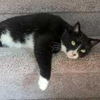 Thumbnail photo of Layla #1