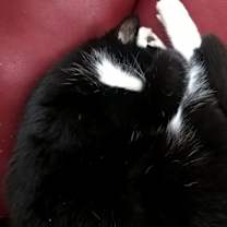 Thumbnail photo of Layla #2