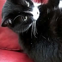 Thumbnail photo of Layla #3