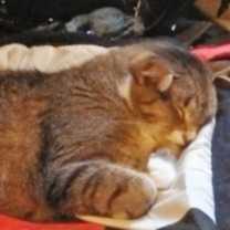 Thumbnail photo of Lion  #1