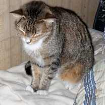 Thumbnail photo of Lion  #2