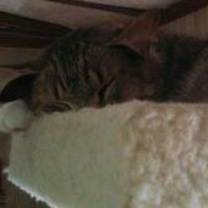 Thumbnail photo of Lion  #3