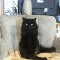 Thumbnail photo of Beau #1