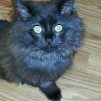 Thumbnail photo of Beau #2