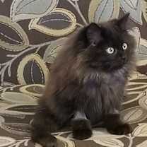 Thumbnail photo of Beau #3
