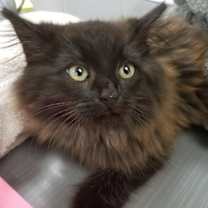 Thumbnail photo of Beau #4