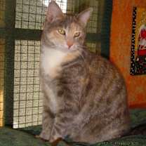 Thumbnail photo of Ginger #1
