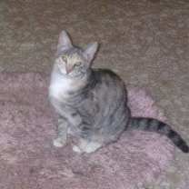 Thumbnail photo of Ginger #2