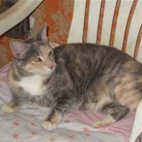 Thumbnail photo of Ginger #3