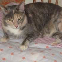Thumbnail photo of Ginger #4