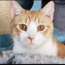 Thumbnail photo of Theodore #1