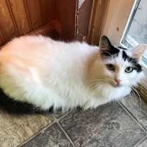 Thumbnail photo of Oreo #1