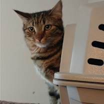 Thumbnail photo of Brownie #1