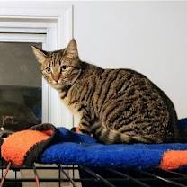 Thumbnail photo of Brownie #2
