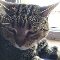 Thumbnail photo of Suki #1