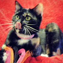 Thumbnail photo of Sasha #1