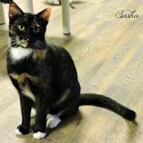 Thumbnail photo of Sasha #2