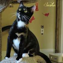 Thumbnail photo of Sasha #3