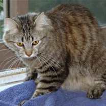 Thumbnail photo of Athena #2
