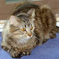 Thumbnail photo of Athena #3