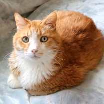 Thumbnail photo of Bogart #1