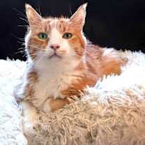 Thumbnail photo of Bogart #2