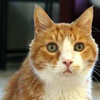 Thumbnail photo of Bogart #3