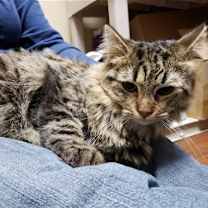 Thumbnail photo of Athena #4